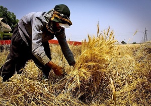تاخیر ۴ ماهه دولت در اعلام نرخ خرید تضمینی گندم/ آینده تولید گندم در خطر است