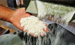 مدیرکل دفتر مقررات صادرات و واردات در گفت‌وگو با فارس: بخشنامه جدید واردات برنج به گمرکات ابلاغ شد
