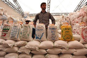 دستور جدید حجتی برای بازار برنج/ خرید حمایتی برنج ایرانی