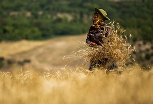 قانون شکنی دولت در اجرای خرید تضمینی گندم