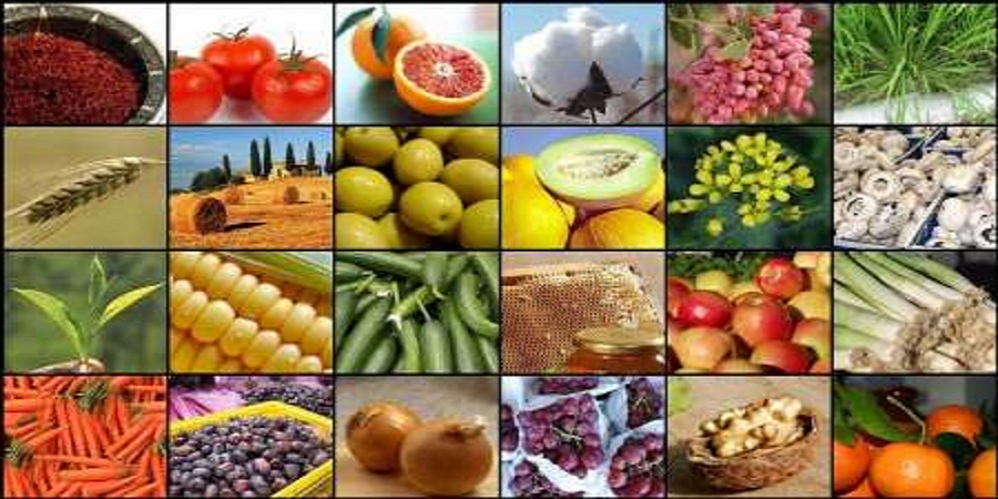 رشد ۲۰ درصدی صادرات صنایع غذایی کشور